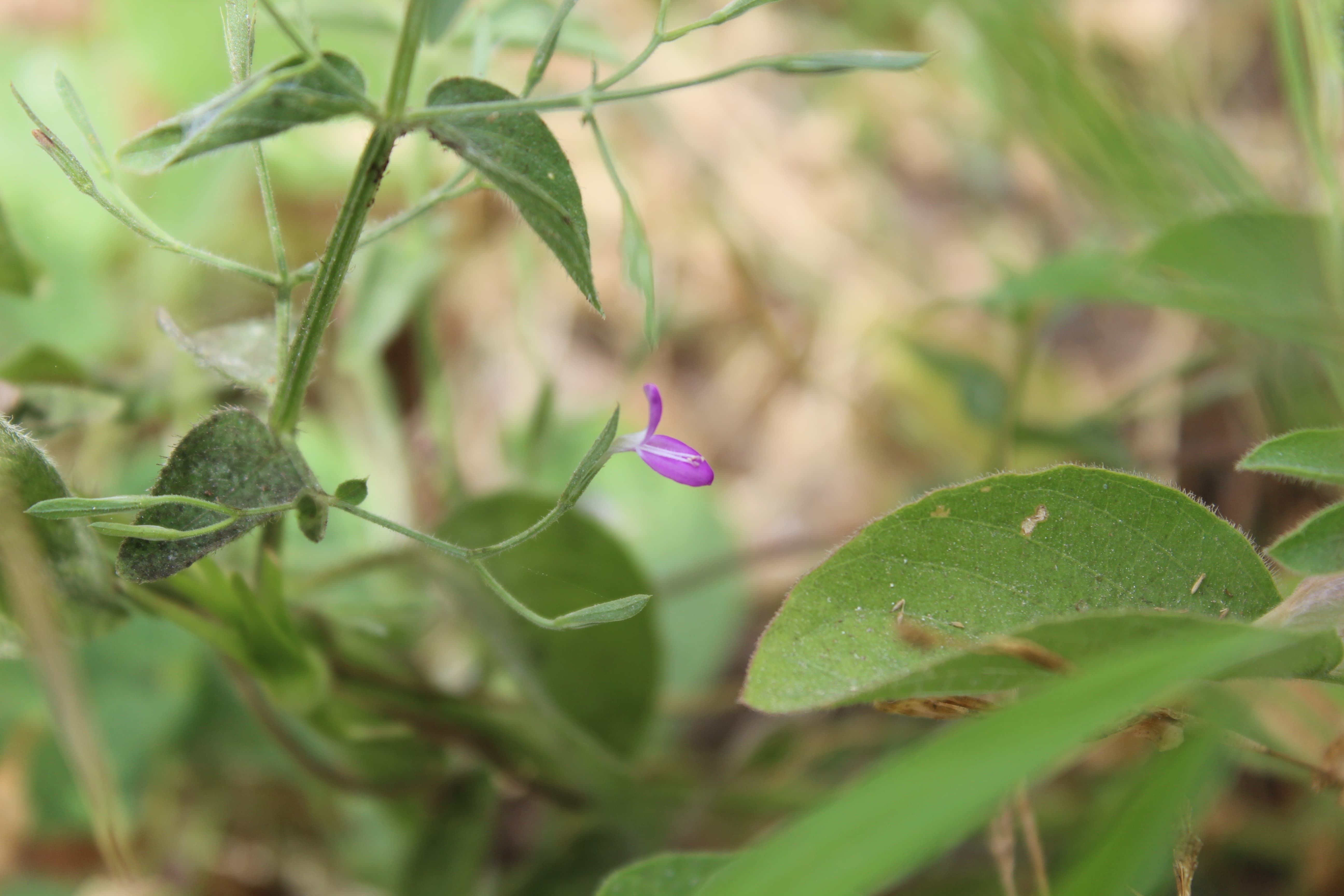 Plant Image
